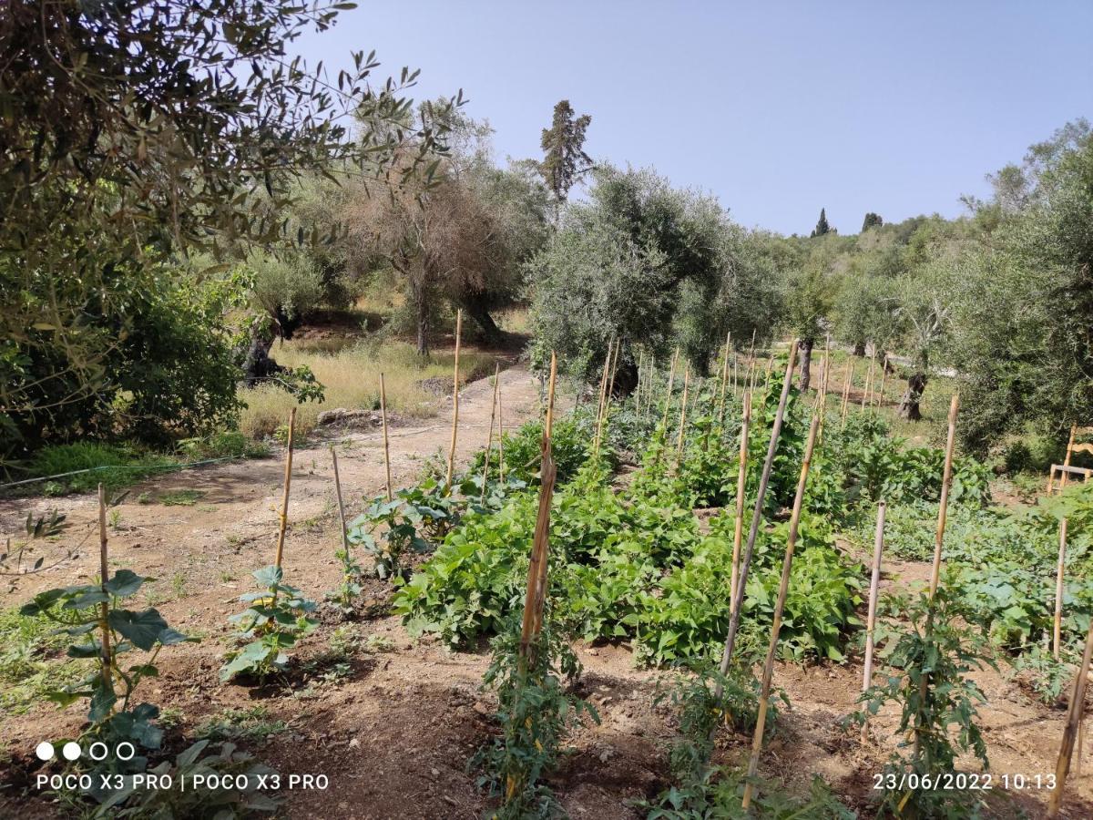 Corfu Oasis Studio Neochorakion エクステリア 写真